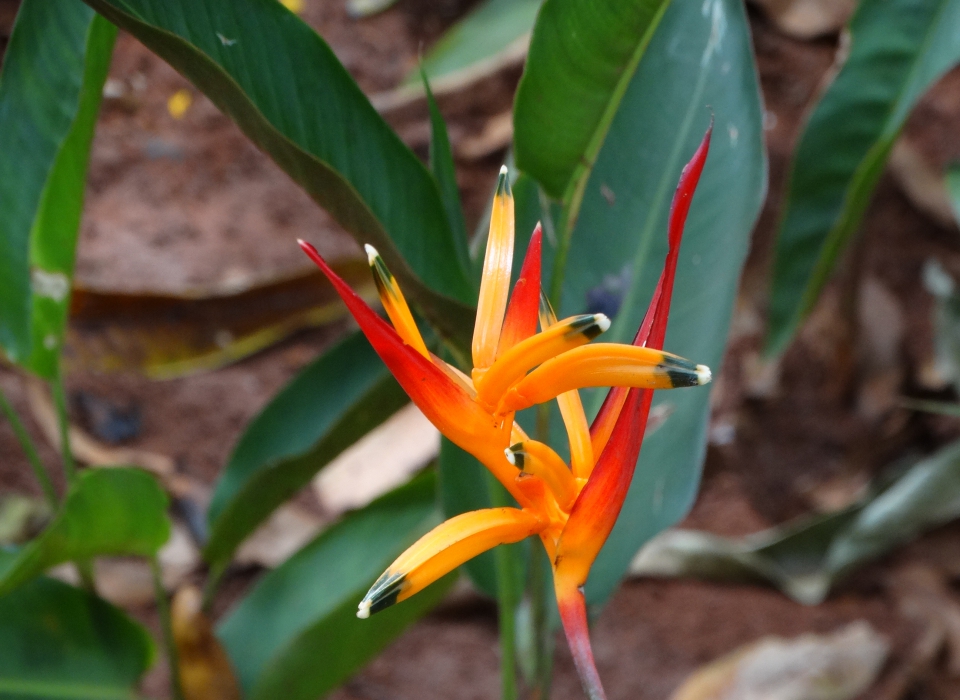 Flor Helicônia-papagaio
