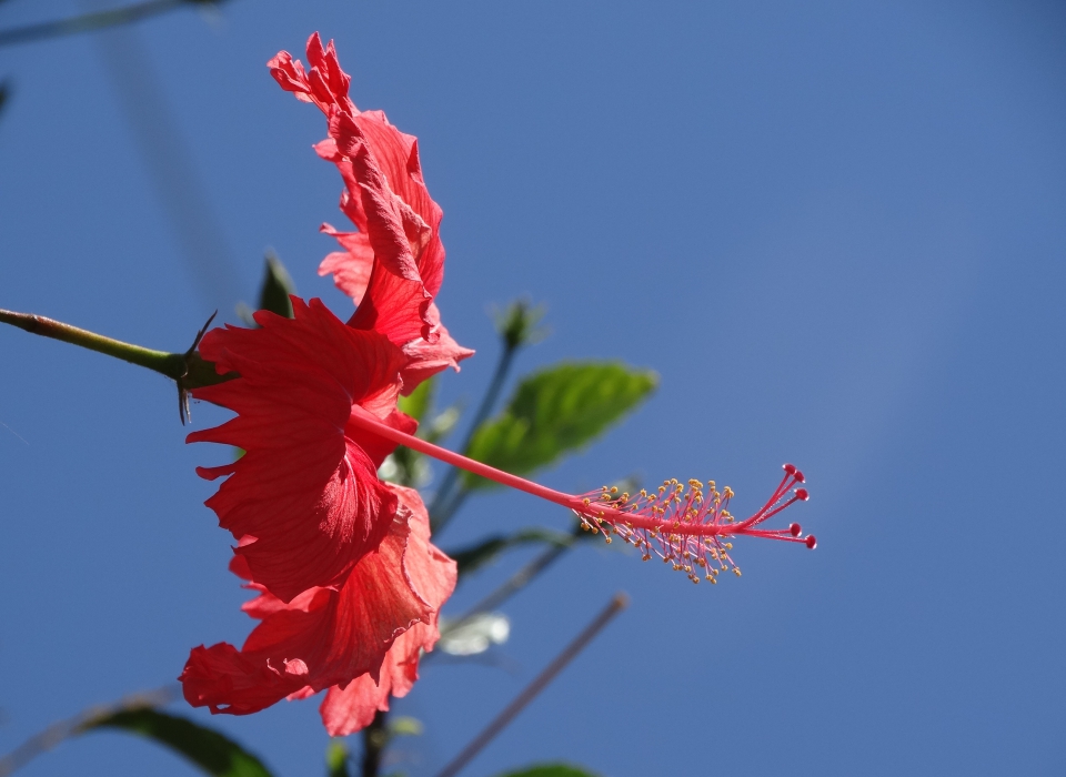 Flor Hibisco vermelho