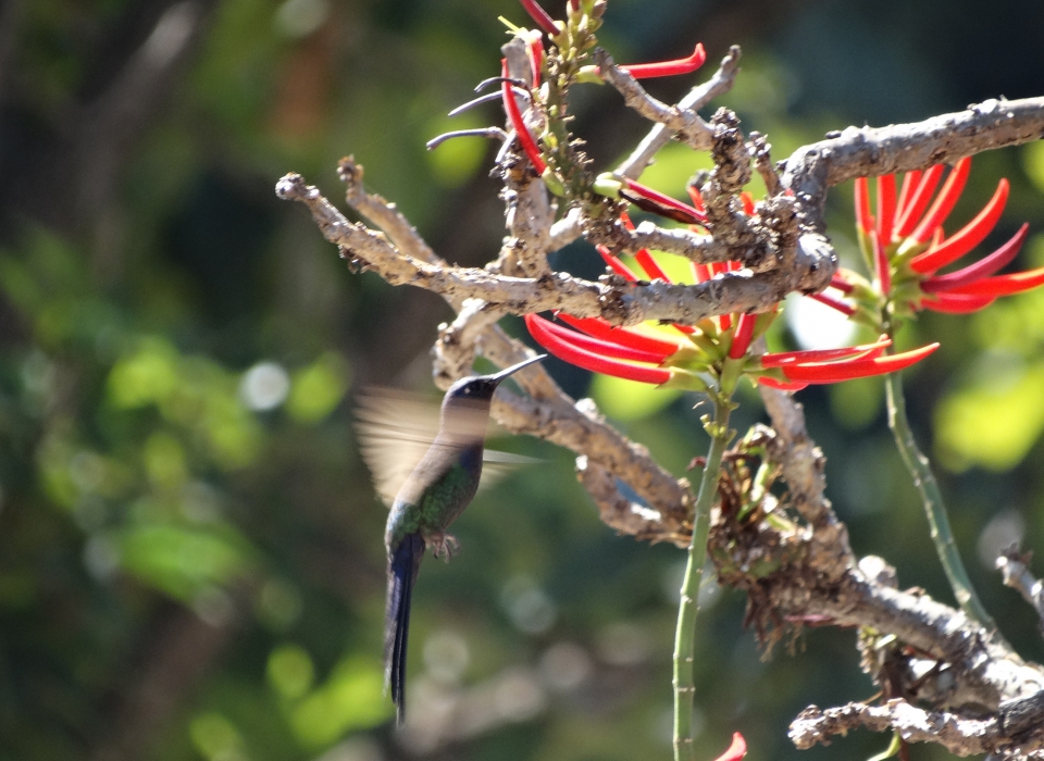 Passarinho Beija-flor Tesoura